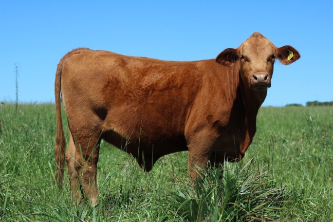 Brangus Cattle at a sunny day in Valle Sol.