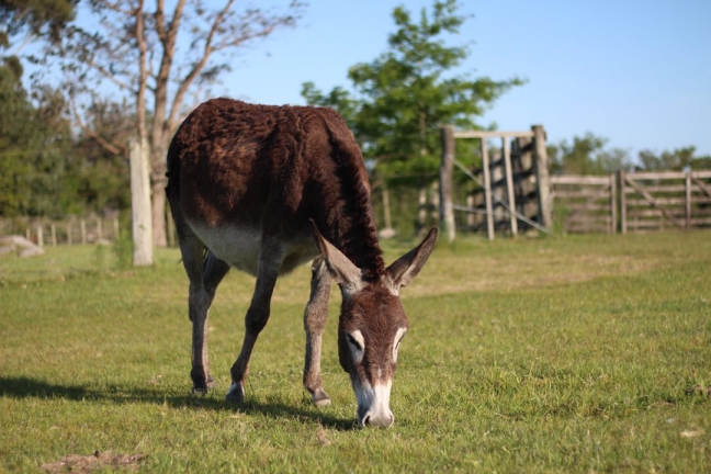 Margarita, the Donkey of Valle Sol.